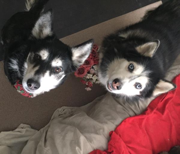 /Images/uploads/Humane Society of Lackawanna County/LoveYourPet/entries/9671thumb.jpg